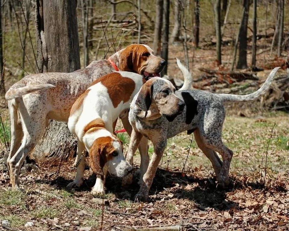 Крымский охотник - охотничий блог - легавые (подружейные) собаки. краткое описание и особенности пород