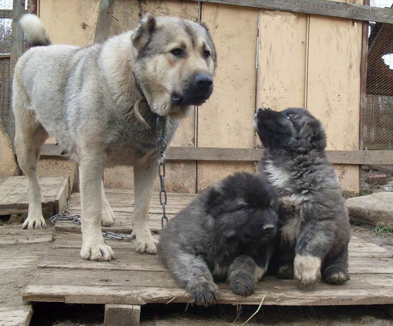 Кавказская овчарка (волкодав) — фото, характеристика породы и особенности содержания собаки