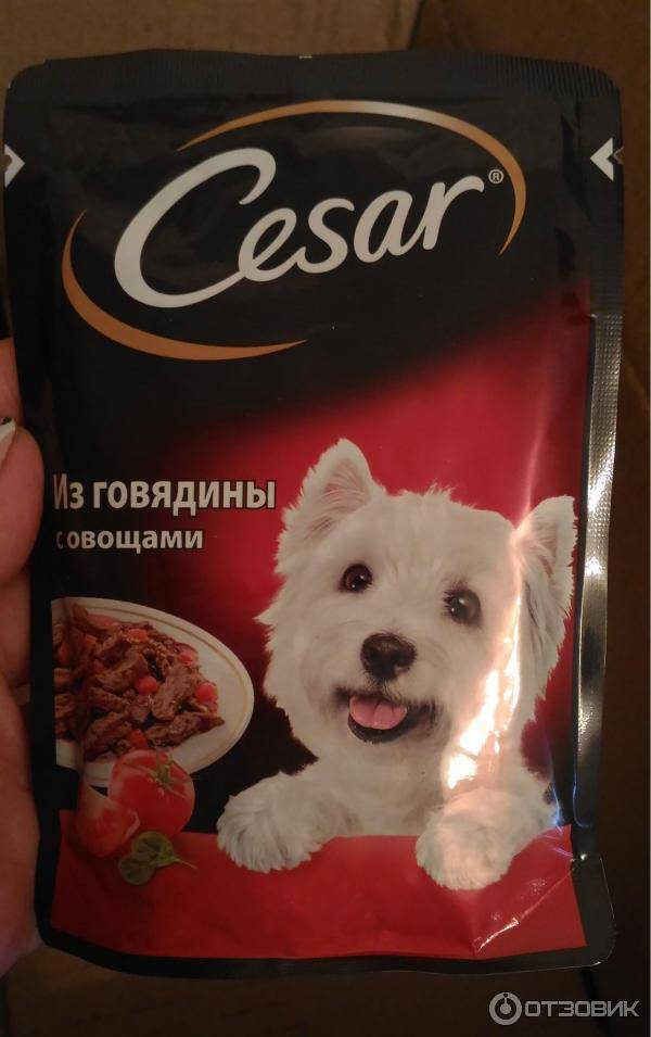 Пес из известной рекламы собачьего корма попал в кемеровский приют для животных