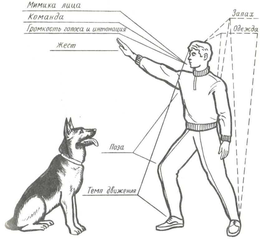 Как приучить собаку ходить рядом