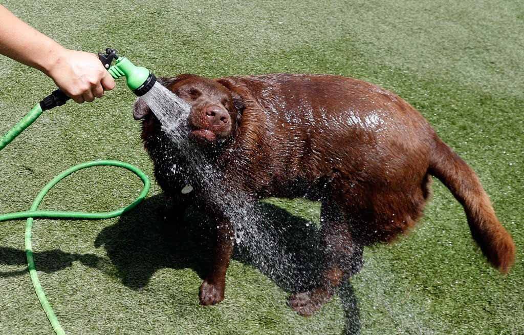 Как охладить собаку в жаркую погоду летом?