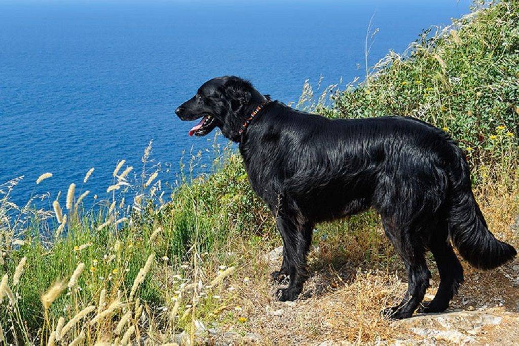 Порода собак прямошерстный ретривер и ее характеристики с фото
