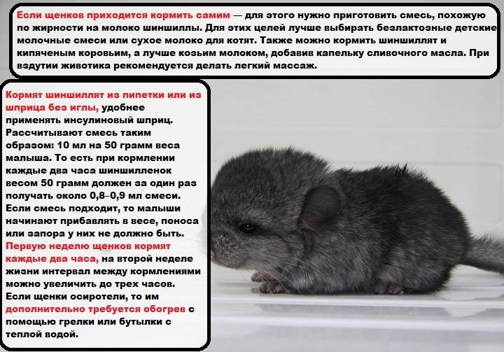 Вес и размер взрослой шиншиллы, развитие зверька по месяцам