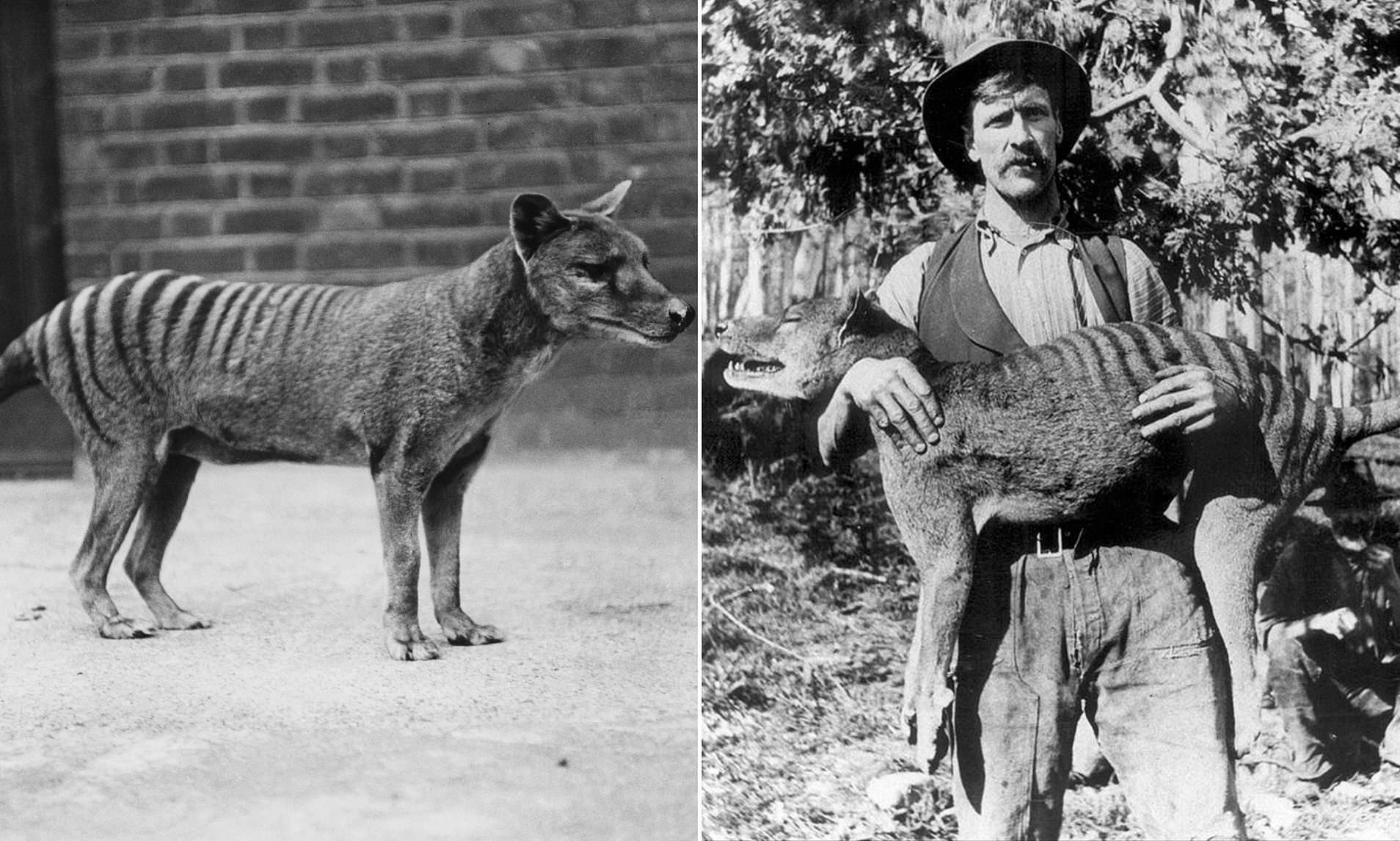 Тилацин: история вымирания сумчатого волка