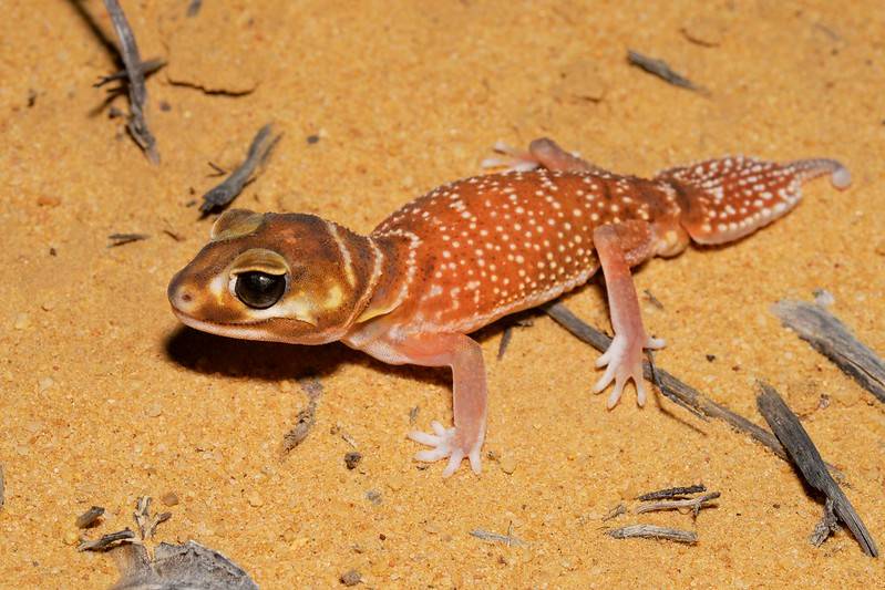 Nephrurus deleani - nephrurus deleani