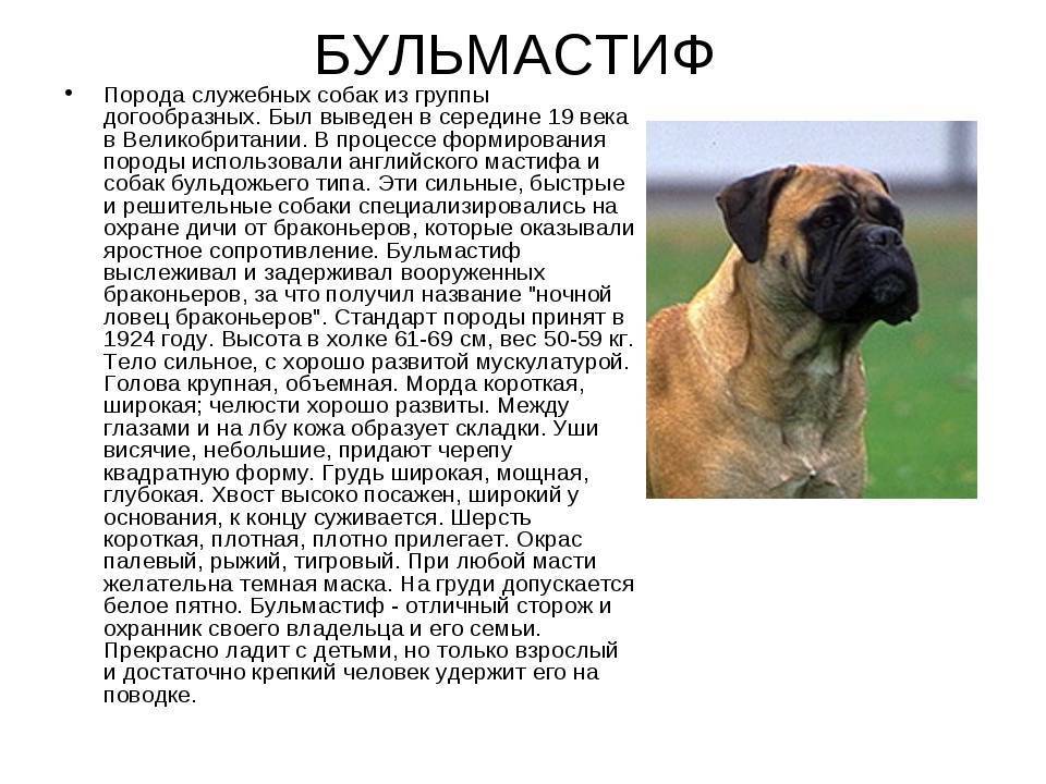 Бульмастиф
