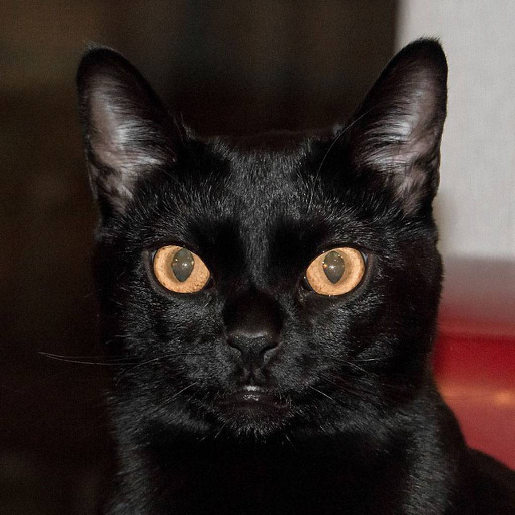 Бомбейская кошка, описание породы, фото, характер, окрас, уход, история, здоровье