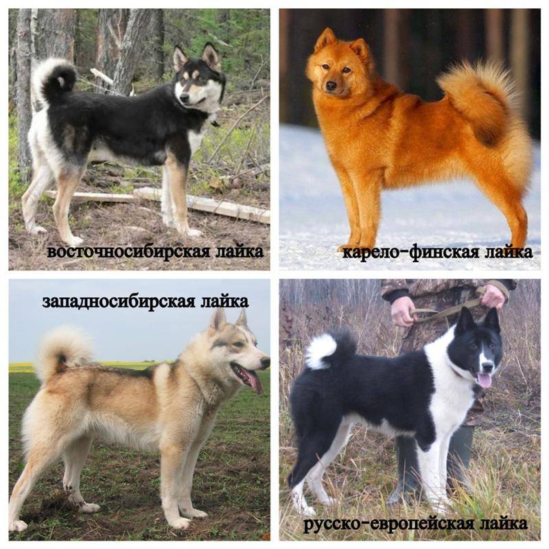 Топ 35: японские породы собак с фото и описанием - большие и маленькие породы собак из японии
