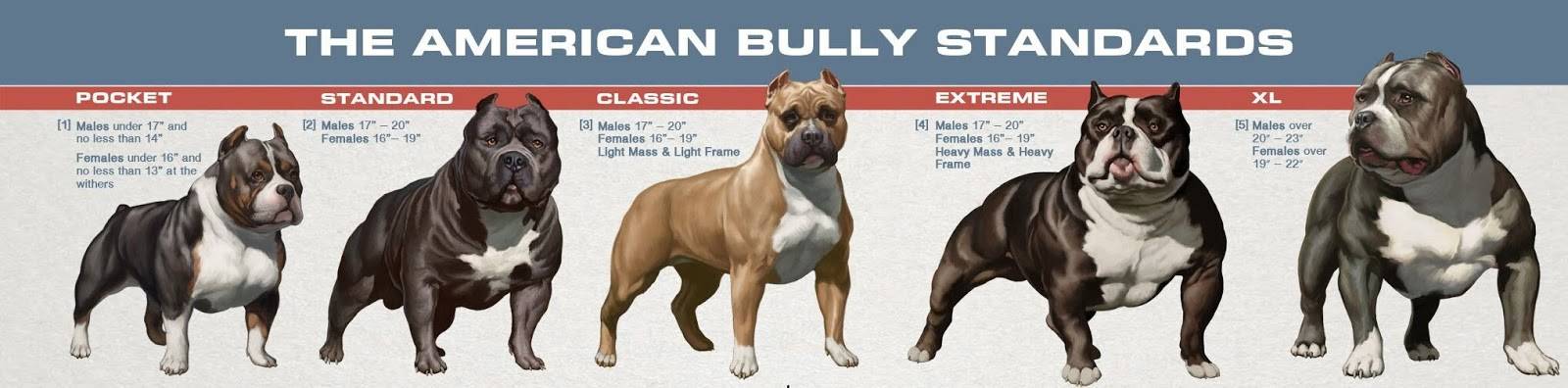 Описание американского булли: стандарт породы, характер, уход, выбор щенка