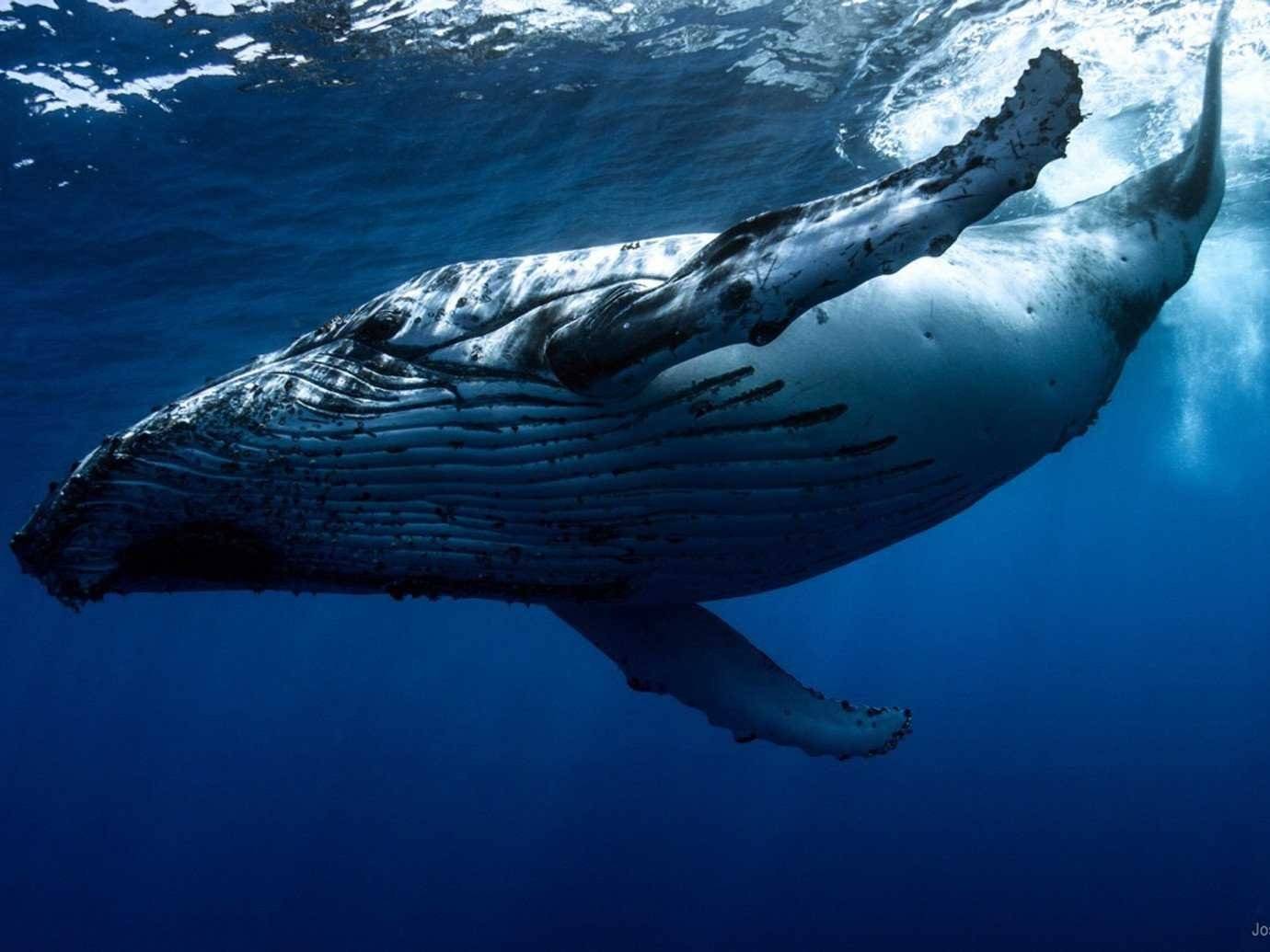 Жизнь синих китов. Кит Горбач. Сейвал (ивасевый кит). Горбач горбатый кит. Сейвал (ивасёвый кит) (Balaenoptera Borealis).