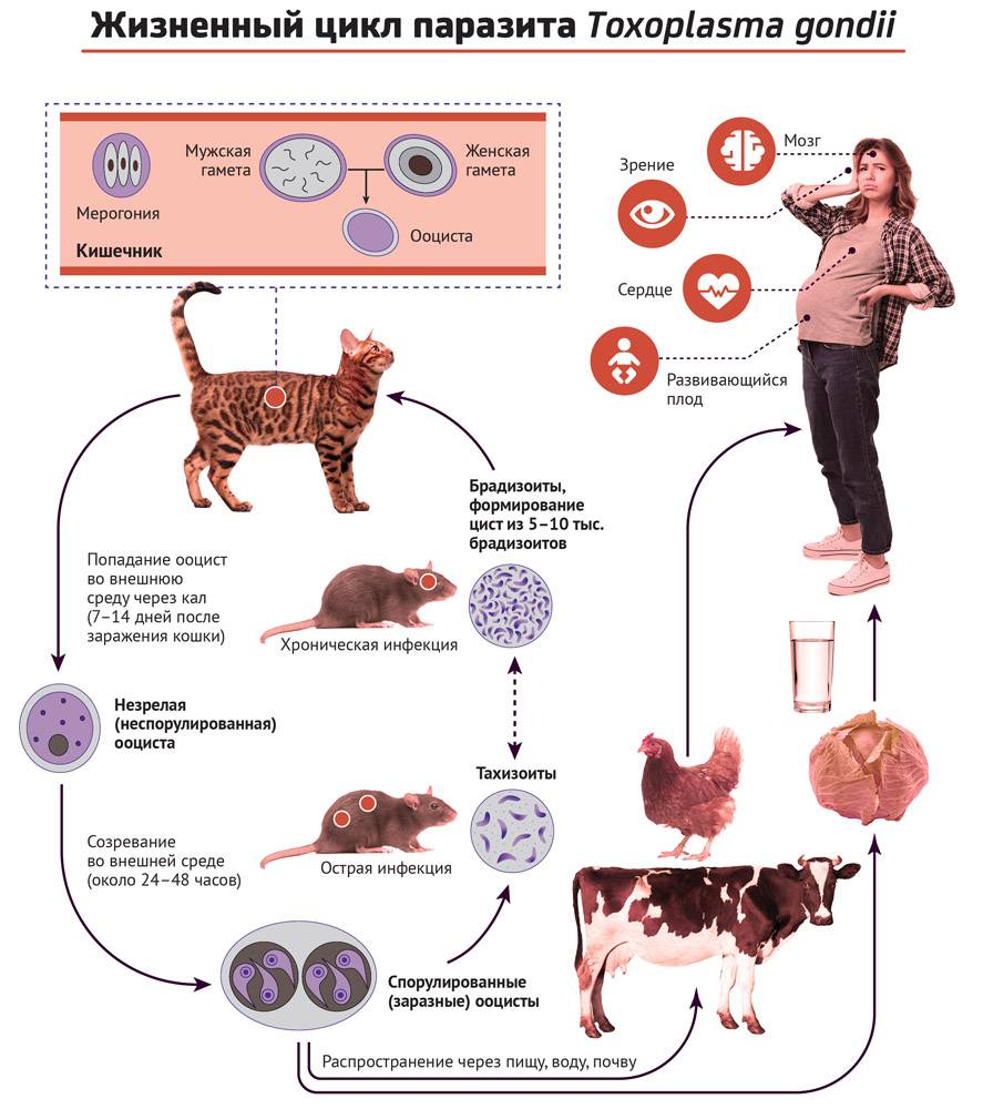 Токсоплазмоз кошек: симптомы, признаки, диагностика, лечение