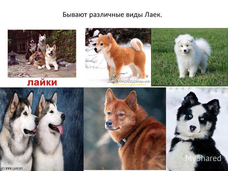 Виды лаек: названия, описание с фото, характеры собак и правила ухода - truehunter.ru