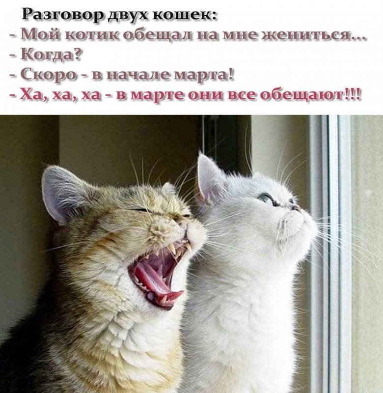 Смешные истории про кошек и котов