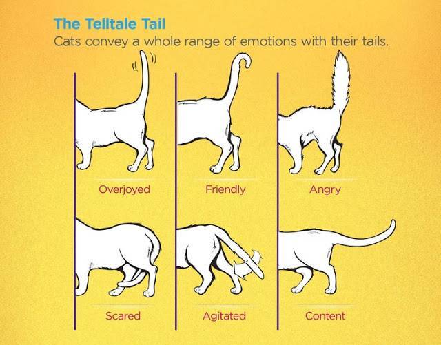 Почему коты виляют хвостом: как определить настроение питомца?