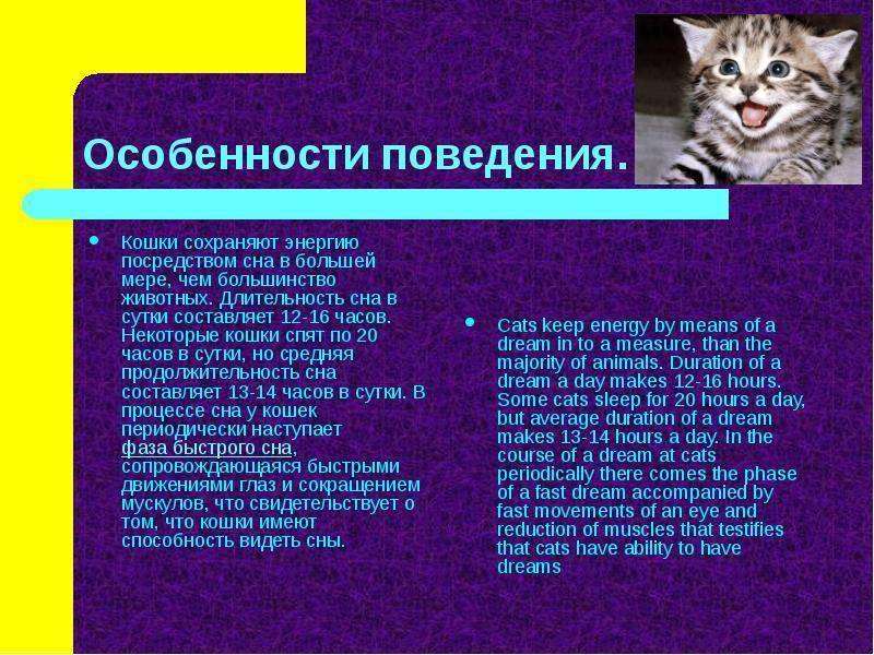 Как понимать кошку — инструкция, как понять, что хочет кошка по хвосту и мяуканью