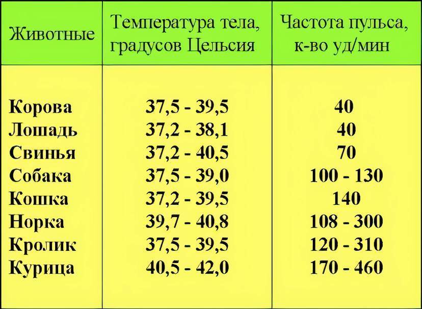 Как измерить температуру у кошки?
