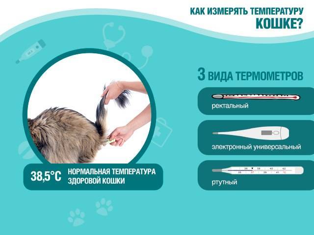 Как понять, что у кошки температура: определяем с градусником и без