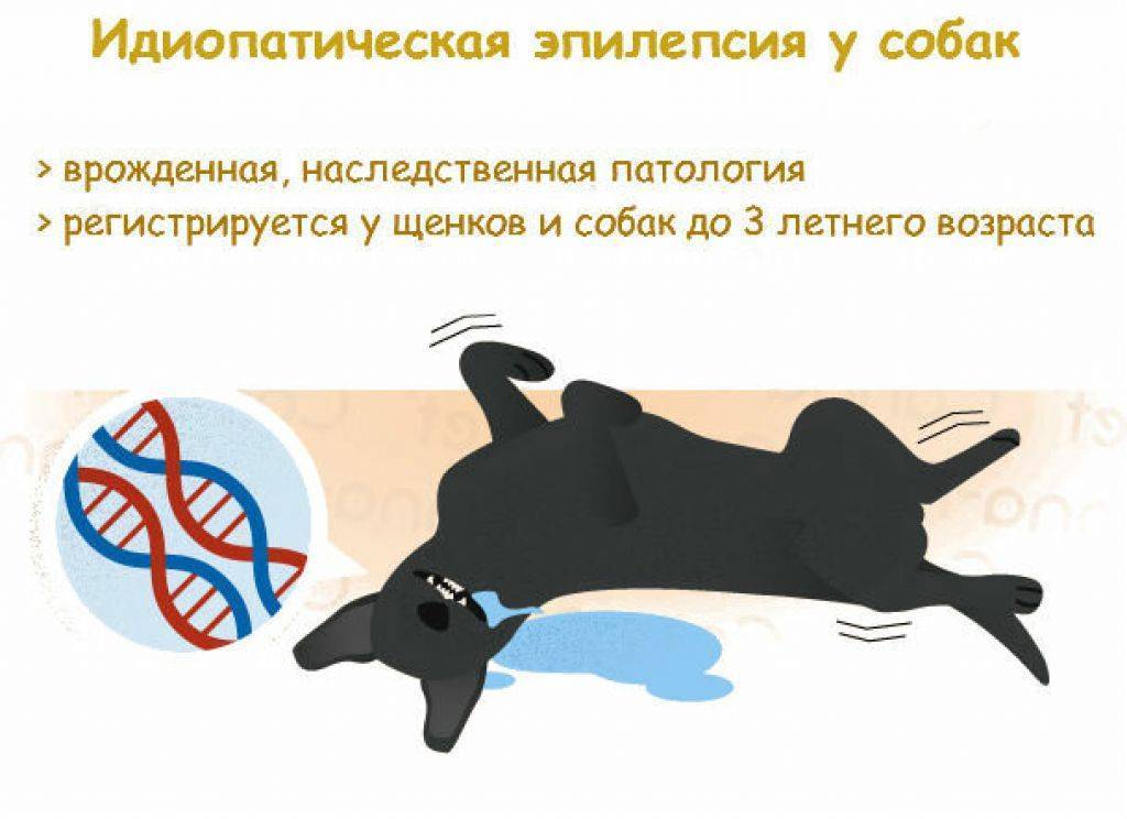 Эпилепсия у кошек: виды, признаки, симптомы, варианты лечения | звери дома