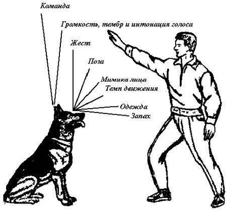 ᐉ как научить собаку команде «сидеть» - ➡ motildazoo.ru