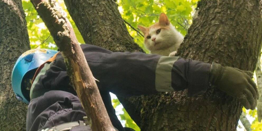 Действенные способы, чтобы быстро снять кошку с высокого дерева самостоятельно
