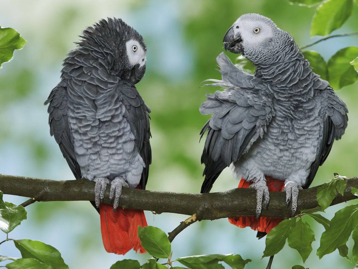 В зоопарке живут 5 видов попугаев. Краснохвостый жако. Попугай жако. Попугай жако краснохвостый. Серый попугай жако.