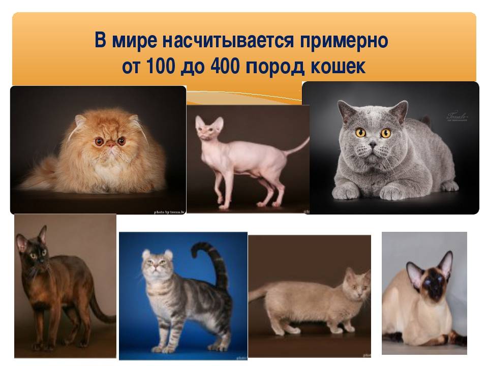 Породы кошек и их особенности