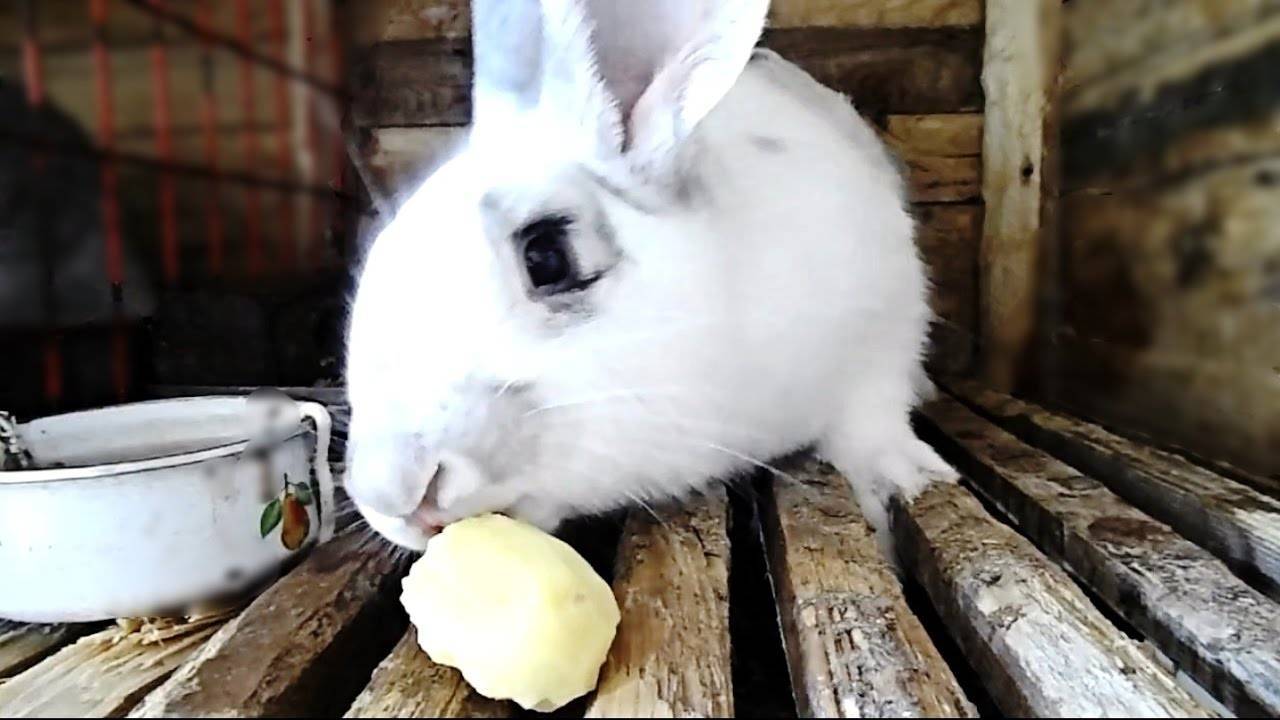 Можно ли кроликам давать сырой и вареный картофель, картофельные очистки