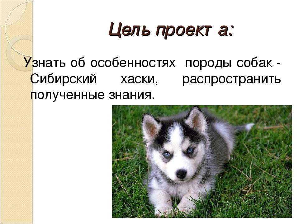 Собаки » породы » сибирский хаски
