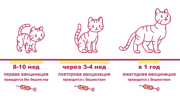 Какие прививки котятам нужно делать и в каком возрасте
