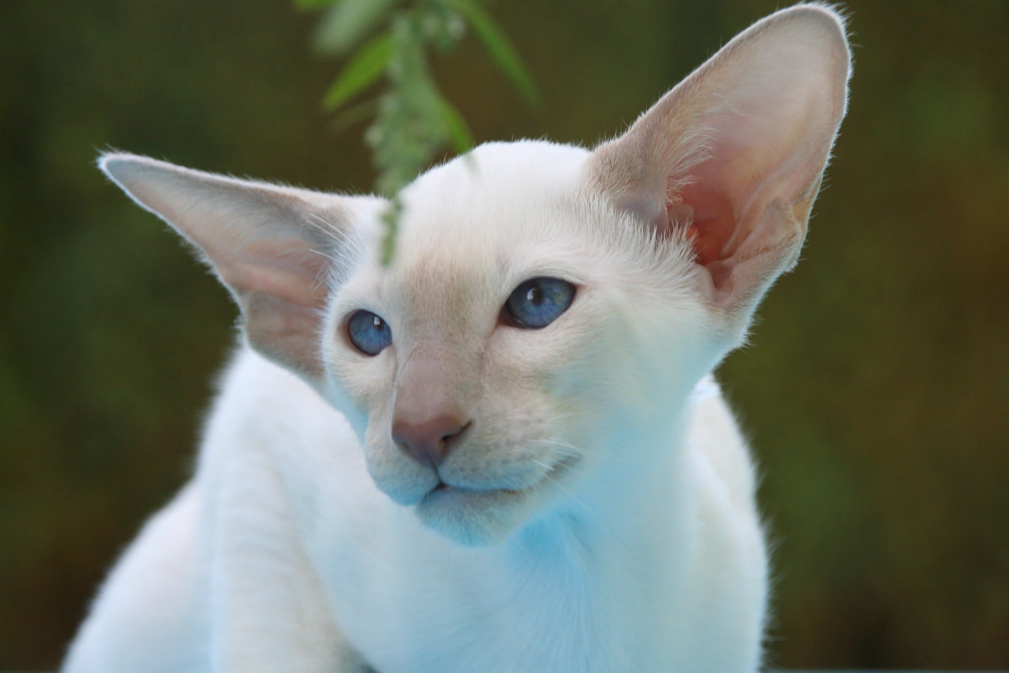Распространенные породы белых кошек с голубыми глазами