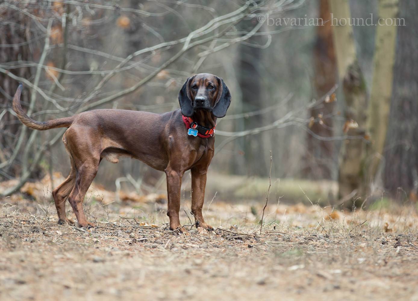Собаки баварская гончая: описание, фото, характер и уход за породой