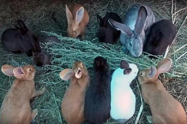 Полынь для кроликов: чем полезна для животных, правила и нормы кормления
