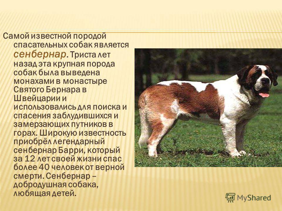 Сенбернар - 68 фото гигантского преданного лохматого друга