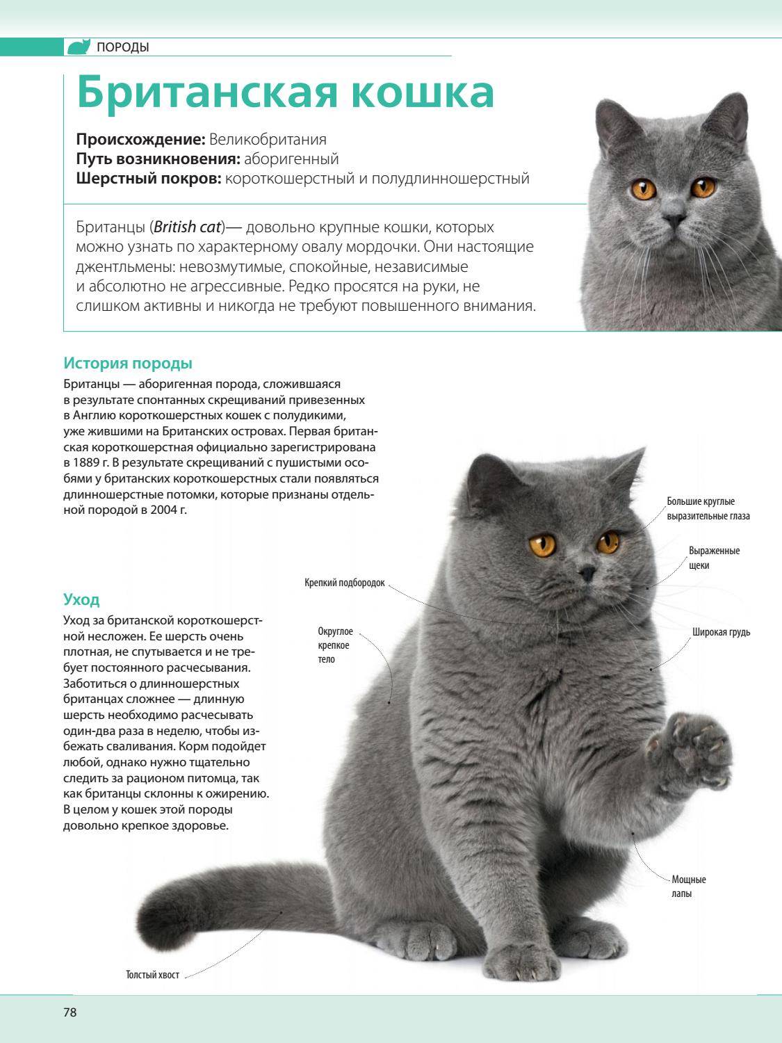 Короткошерстная британская кошка: описание породы, стандарт, характер, воспитание и уход