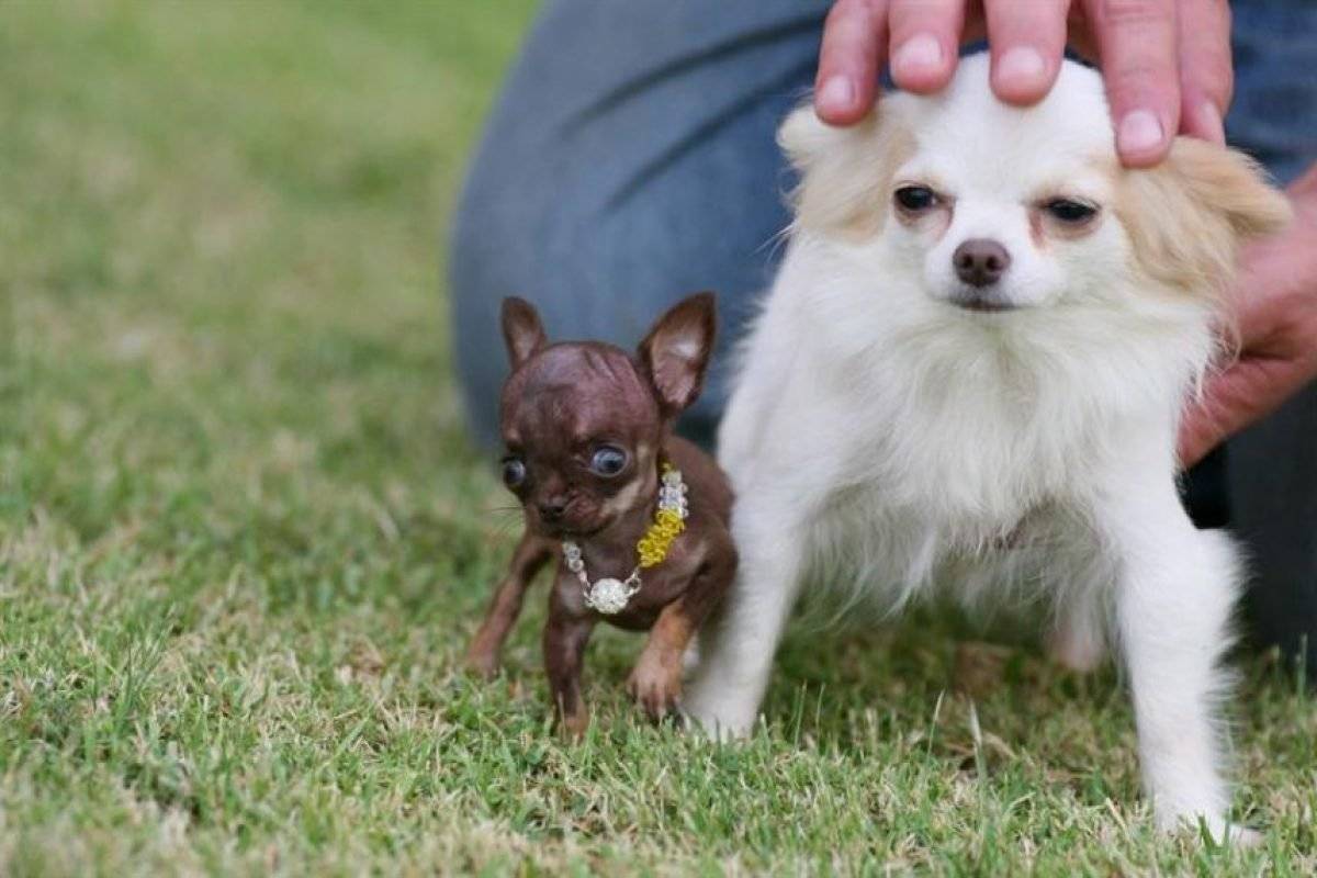 Порода самых маленьких собачек название и фото