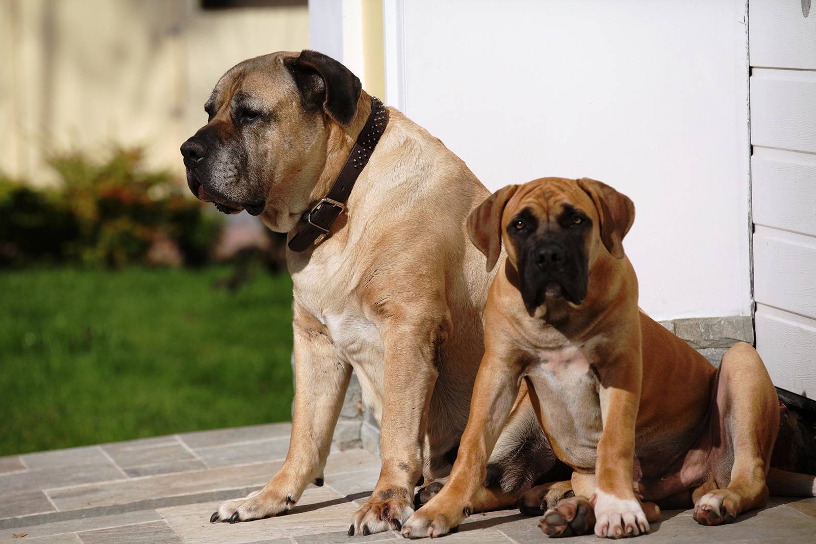 Молосская группа собак: история происхождения и разновидности пород