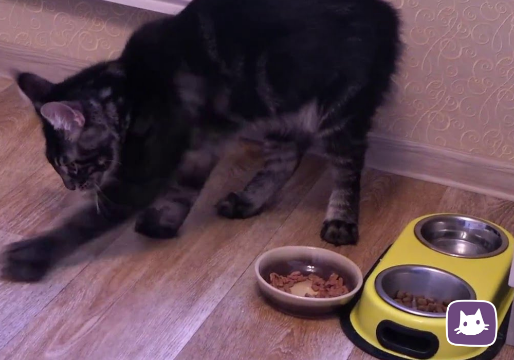 Почему кошки закапывают еду: причины, что делать