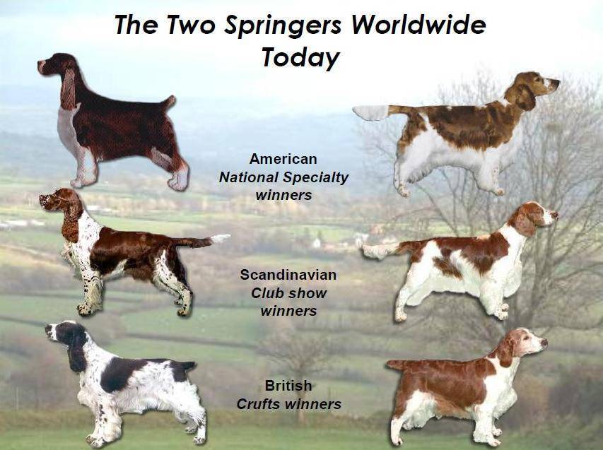 Уэльский спрингер-спаниель — описание породы, характер, фото | все о собаках