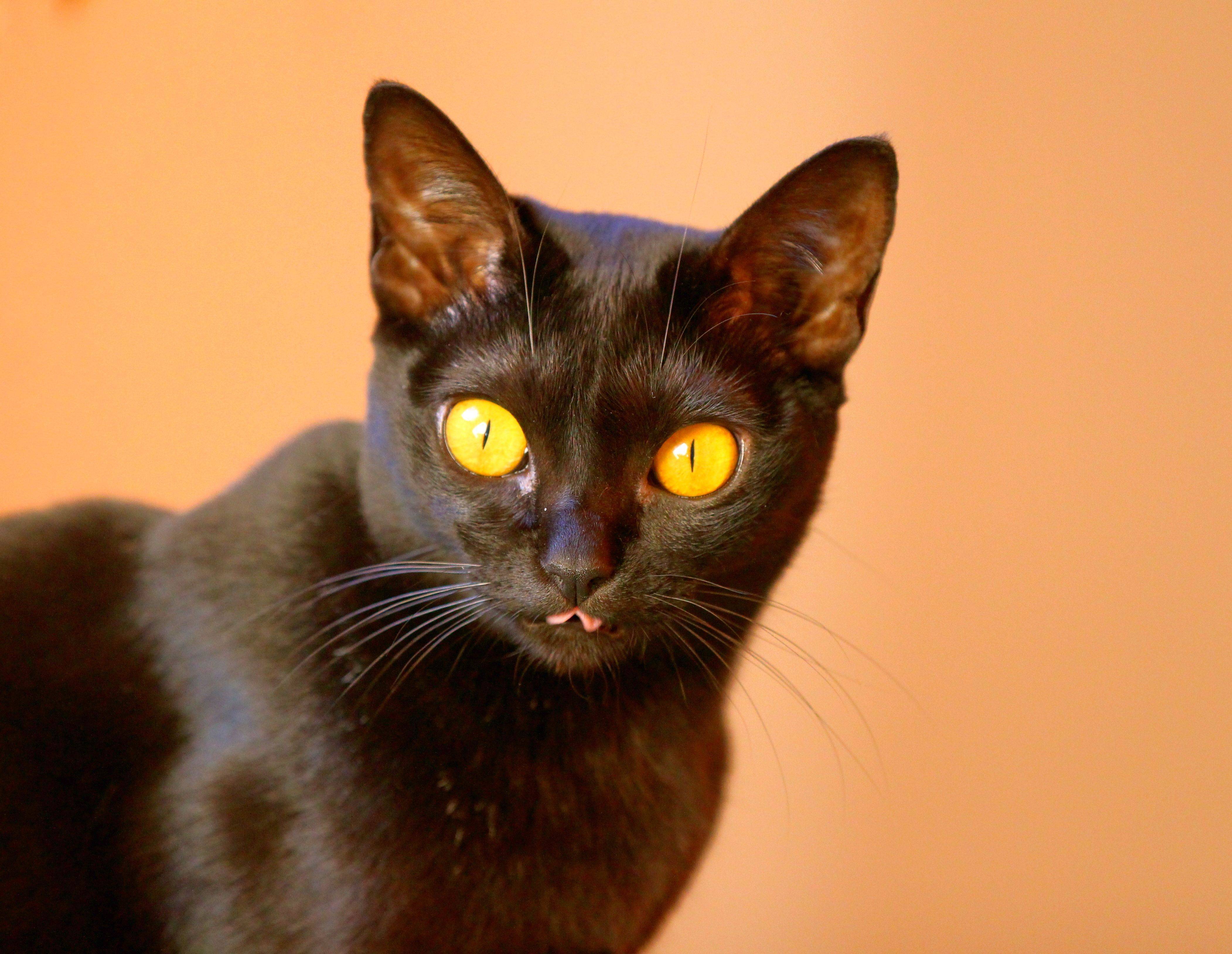 Бомбейская кошка - фото и описание (характер, уход и кормление)