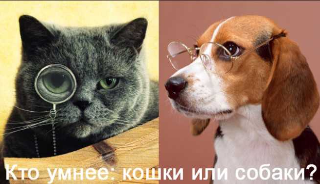 Кто умнее кот или собака?
