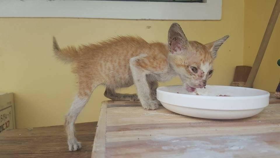 Кот не ест и не пьёт: тревожные симптомы, которые должны насторожить