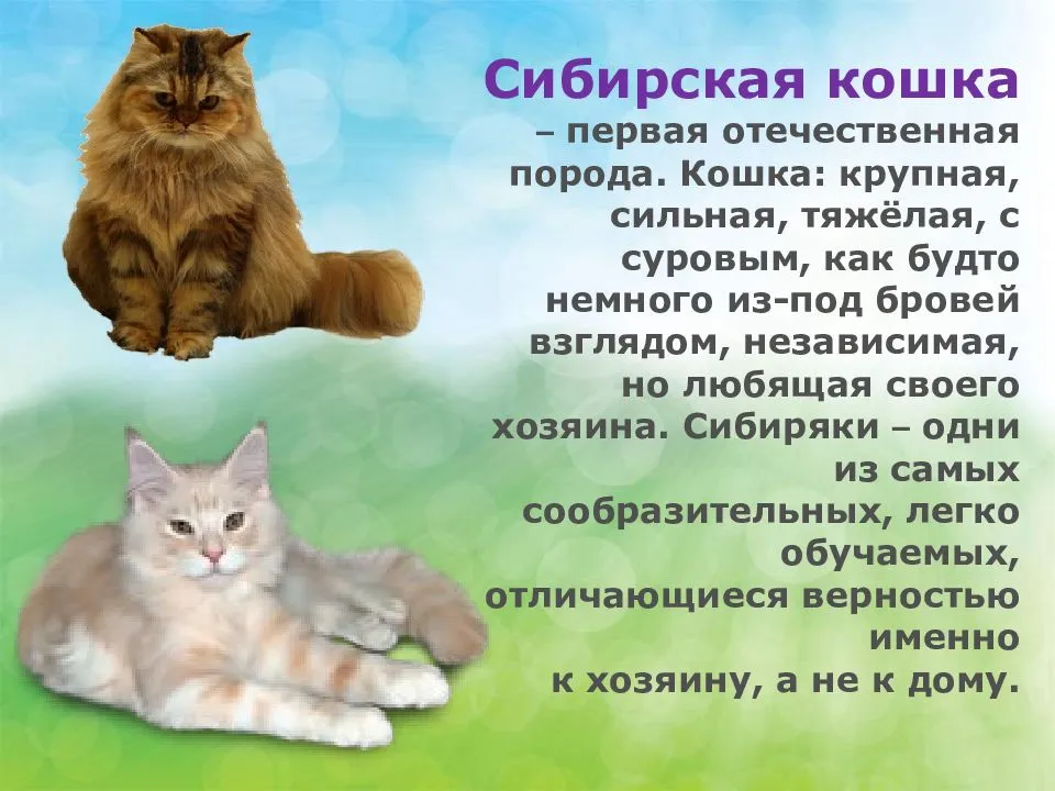 Сибирская кошка, описание породы, фото, характер, окрас, отзывы, уход, история, здоровье