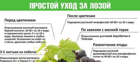 Ветки каких деревьев можно давать кроликам зимой и летом?