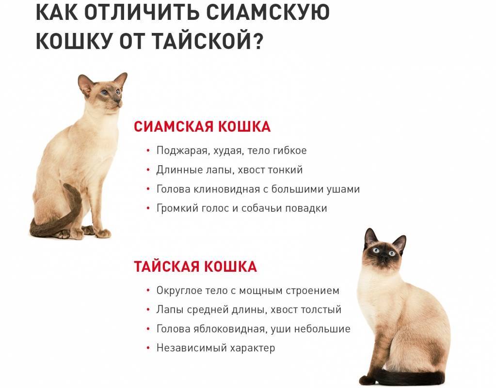 Тайская кошка: описание породы и характер, уход, кормление, достоинства