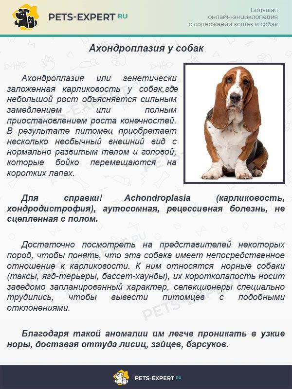 Бассет-хаунд - описание породы и характер собаки