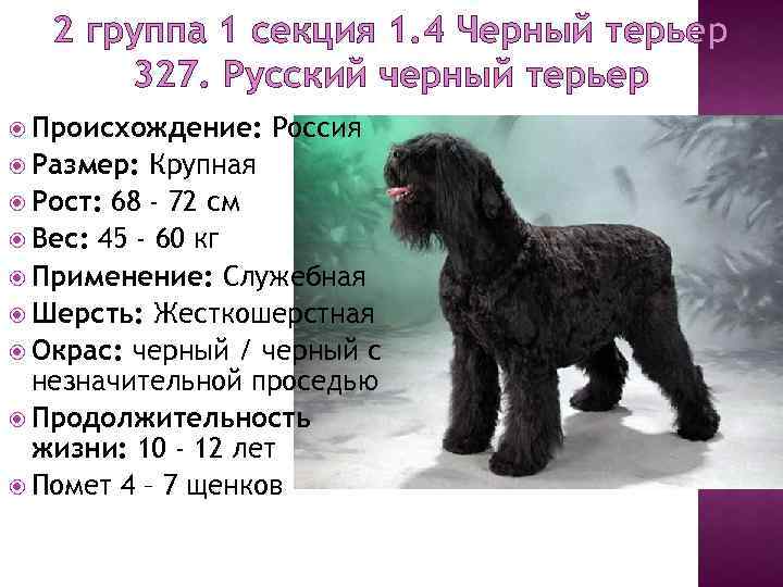 Русский черный терьер: описание породы с фото, стандарты собаки и отношение к детям