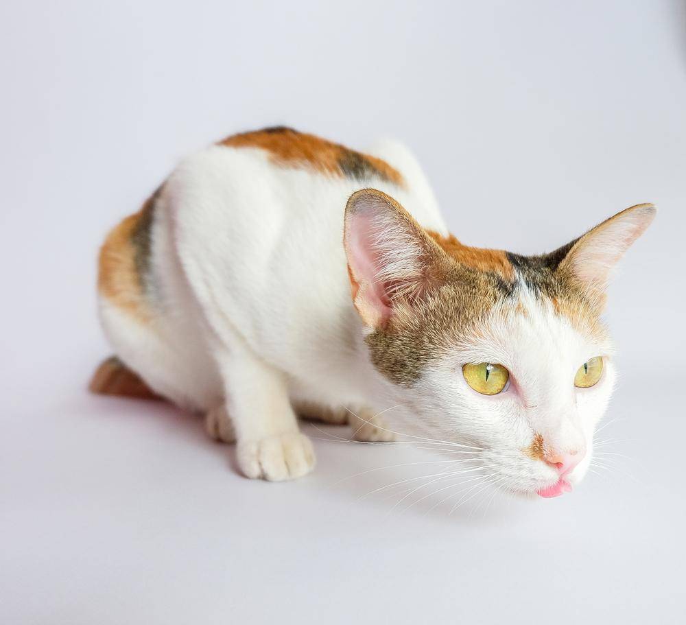 Кот вытянул шею. Кошка кашляет. котенок кашляет. kot kashlaet.