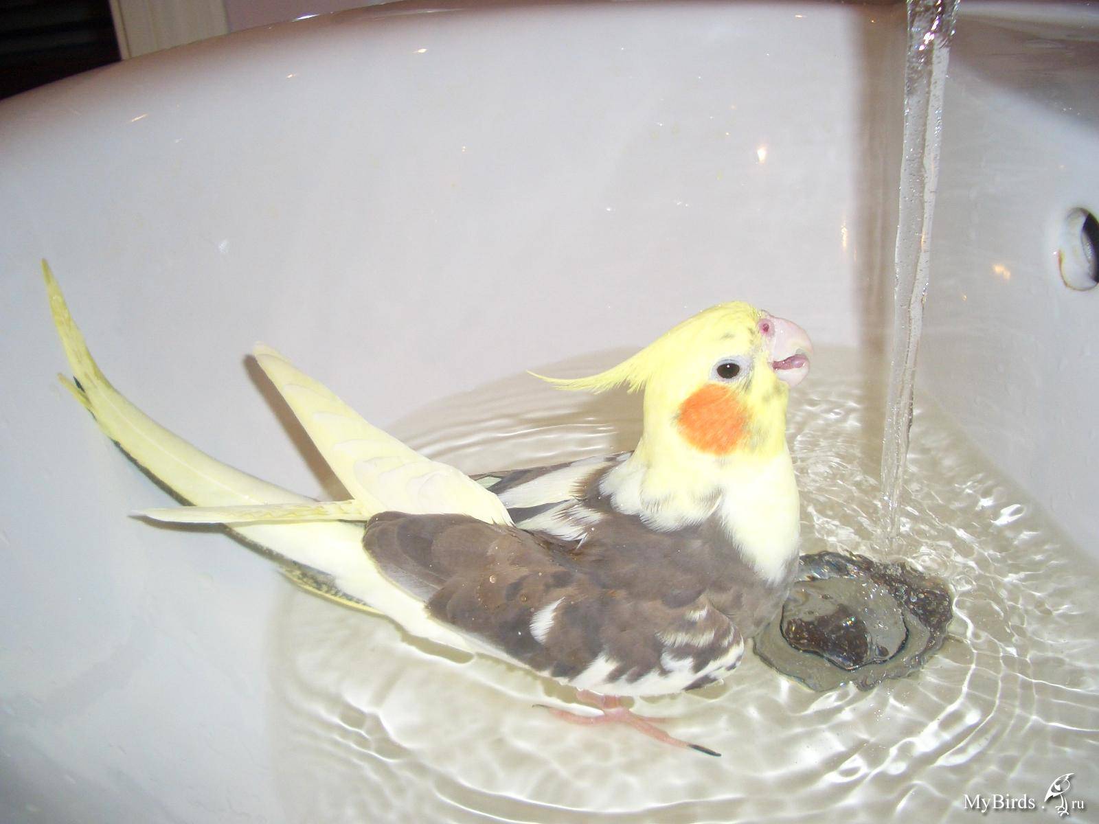 Можно мыть попугаев. Попугай корелла. Попугай корелла купается. Попугай корелла купание. Ванночка для попугая корелла.