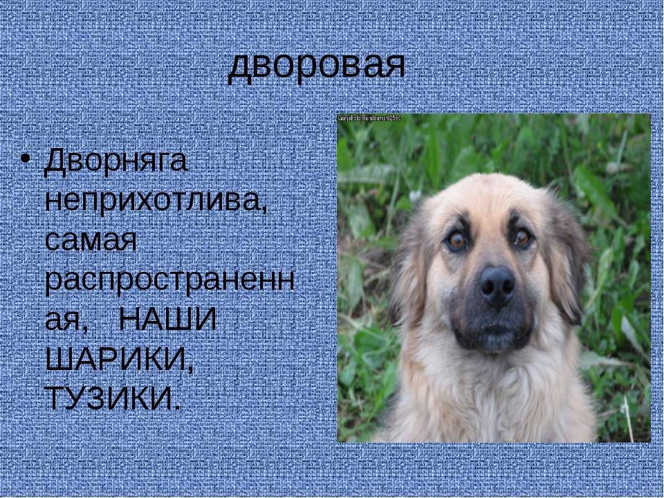 Собака дворняга — описание и характер породы, фото