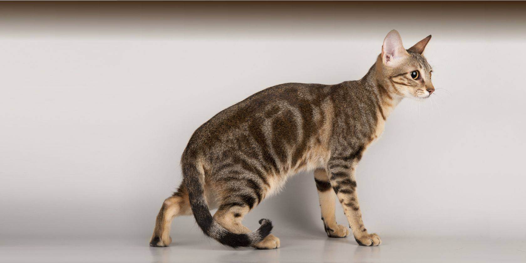 Сококе, соукок (кенийская лесная кошка) — for-pet